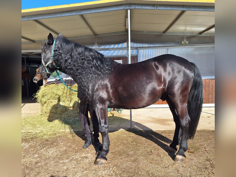 Murgese/caballo de las Murgues Caballo castrado 11 años 168 cm Negro in VILLAVERLA