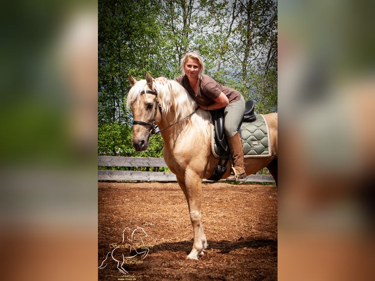 Murgese/caballo de las Murgues Caballo castrado 11 años in Patersdorf