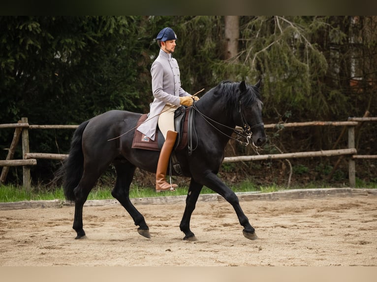 Murgese/caballo de las Murgues Caballo castrado 15 años 172 cm Negro in Graz,16.Bez.:Straßgang