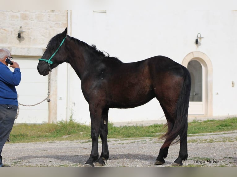 Murgese/caballo de las Murgues Caballo castrado 2 años 160 cm Negro in Wels