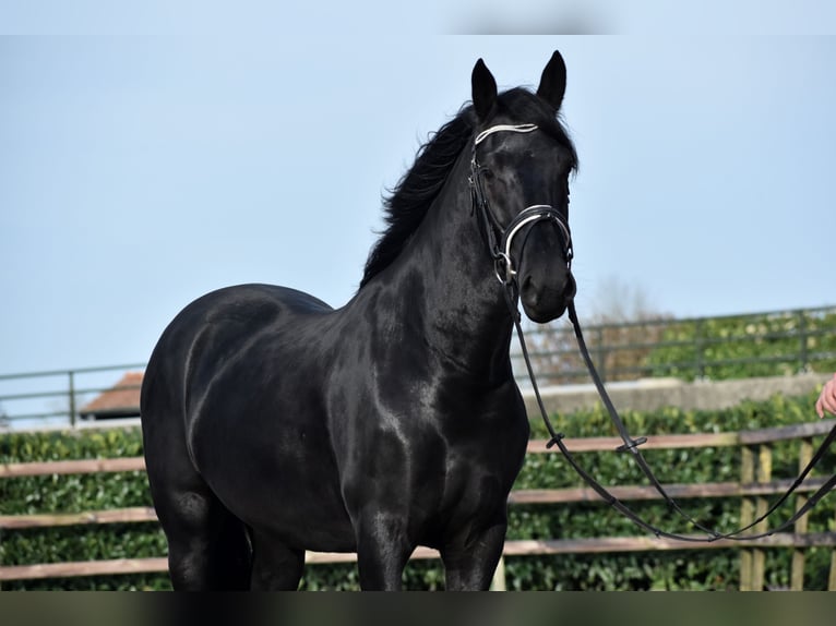 Murgese/caballo de las Murgues Caballo castrado 3 años 158 cm Negro in Montfoort