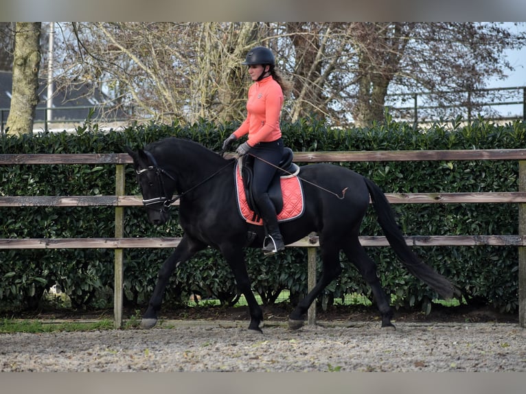 Murgese/caballo de las Murgues Caballo castrado 3 años 158 cm Negro in Montfoort