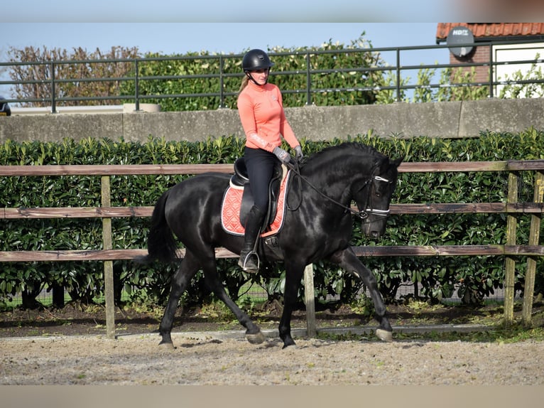 Murgese/caballo de las Murgues Caballo castrado 3 años 158 cm Negro in Montfoort