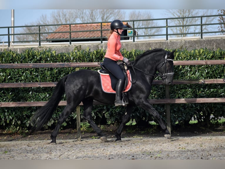 Murgese/caballo de las Murgues Caballo castrado 3 años 158 cm Negro in Montfoort