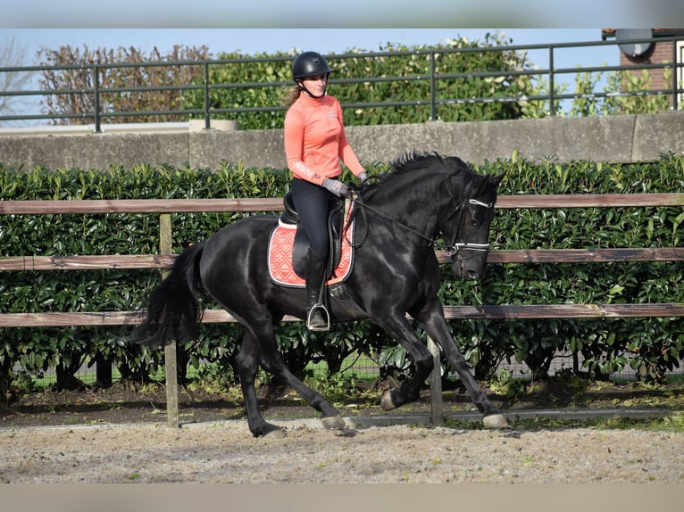 Murgese/caballo de las Murgues Caballo castrado 3 años 158 cm Negro in Montfoort