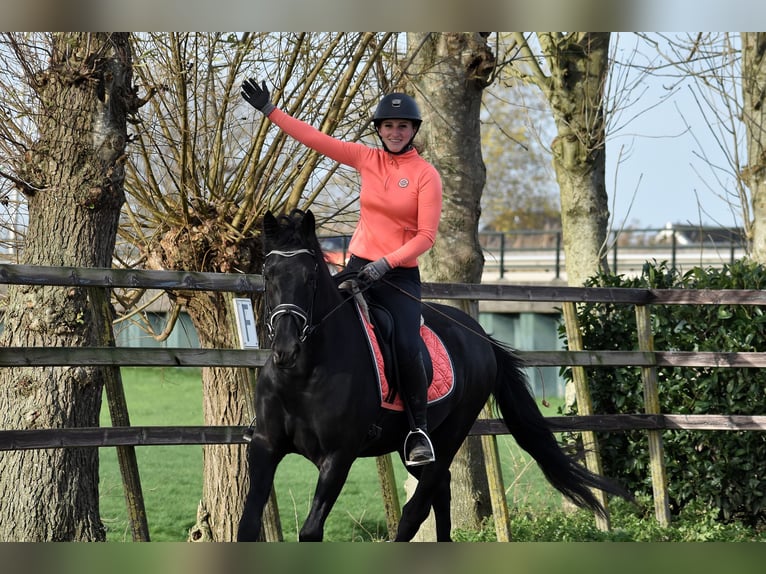 Murgese/caballo de las Murgues Caballo castrado 3 años 158 cm Negro in Montfoort