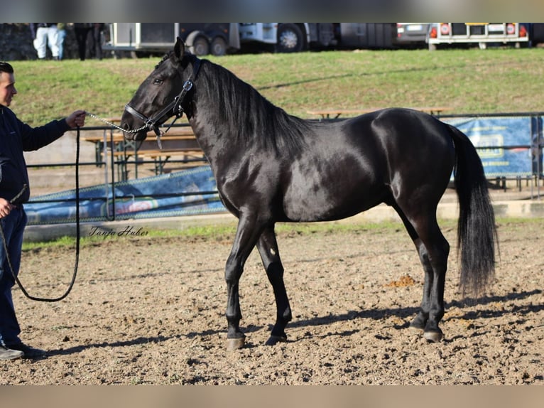 Murgese/caballo de las Murgues Caballo castrado 3 años 158 cm Negro in Wels