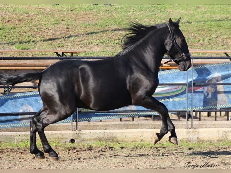 Murgese/caballo de las Murgues Caballo castrado 3 años 158 cm Negro in Wels