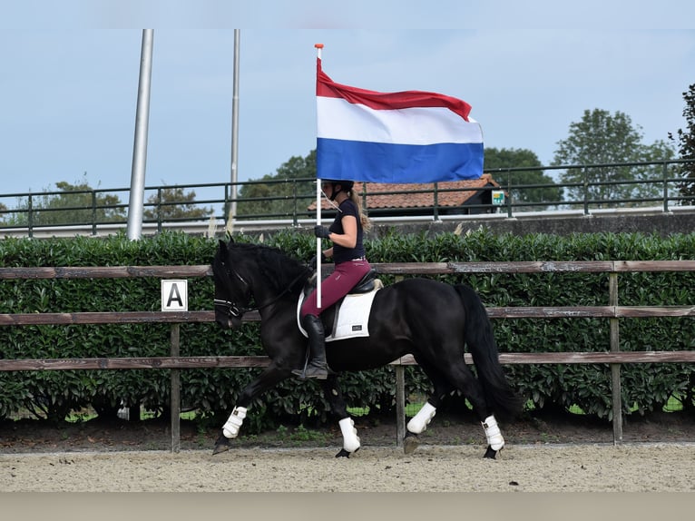 Murgese/caballo de las Murgues Caballo castrado 3 años 160 cm Negro in Montfoort