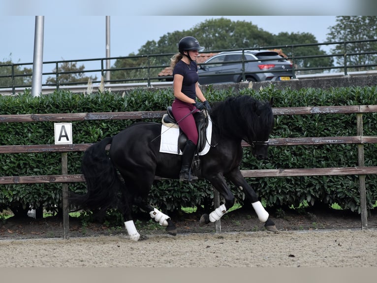 Murgese/caballo de las Murgues Caballo castrado 3 años 160 cm Negro in Montfoort