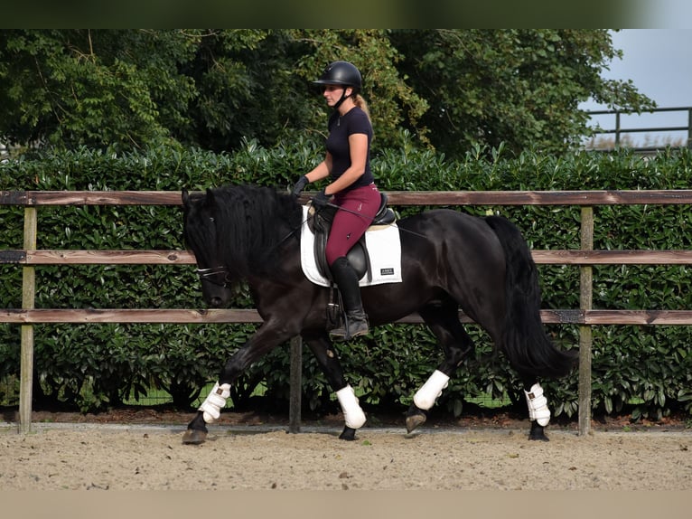 Murgese/caballo de las Murgues Caballo castrado 3 años 160 cm Negro in Montfoort