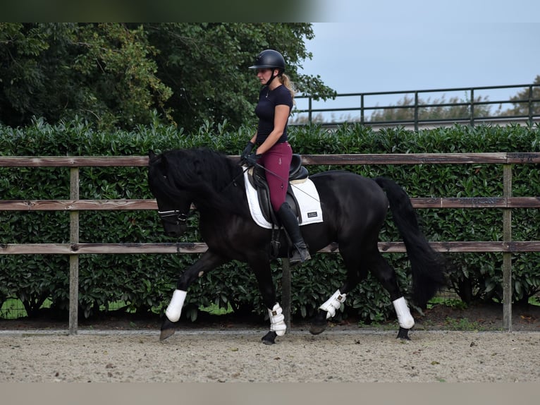 Murgese/caballo de las Murgues Caballo castrado 3 años 160 cm Negro in Montfoort