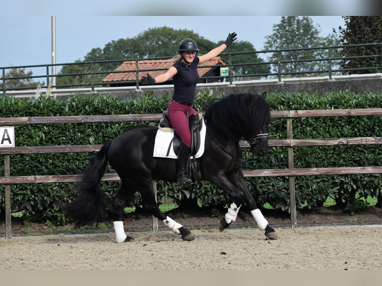 Murgese/caballo de las Murgues Caballo castrado 3 años 160 cm Negro in Montfoort