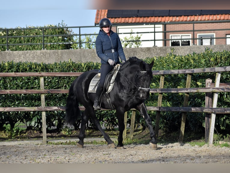 Murgese/caballo de las Murgues Caballo castrado 3 años 163 cm Negro in Montfoort