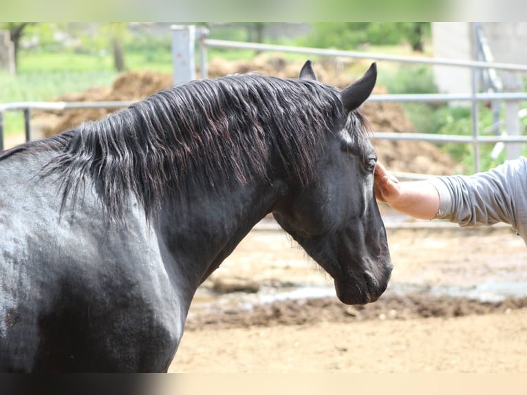 Murgese/caballo de las Murgues Caballo castrado 3 años 165 cm Negro in Wels