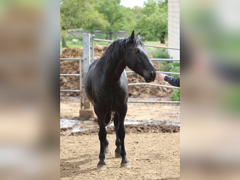 Murgese/caballo de las Murgues Caballo castrado 3 años 165 cm Negro in Wels