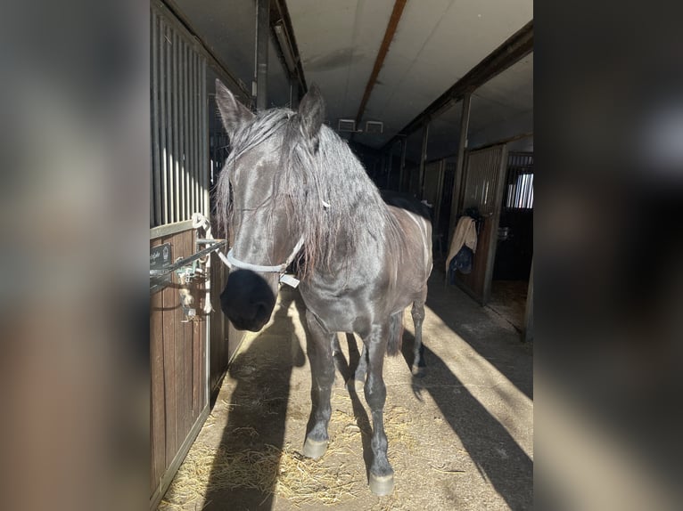 Murgese/caballo de las Murgues Caballo castrado 4 años 163 cm Negro in Seeshaupt