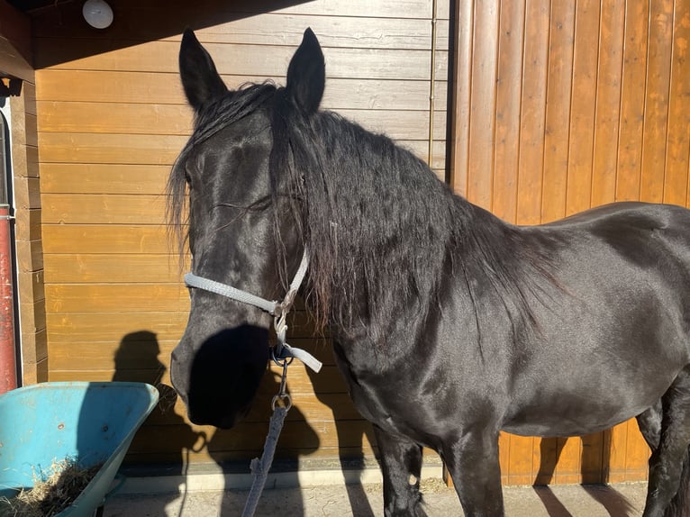 Murgese/caballo de las Murgues Caballo castrado 4 años 163 cm Negro in Seeshaupt