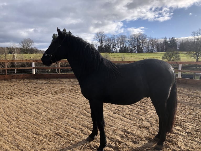 Murgese/caballo de las Murgues Caballo castrado 4 años 163 cm Negro in Seeshaupt