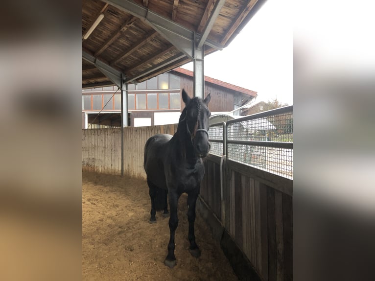 Murgese/caballo de las Murgues Caballo castrado 4 años 163 cm Negro in Seeshaupt