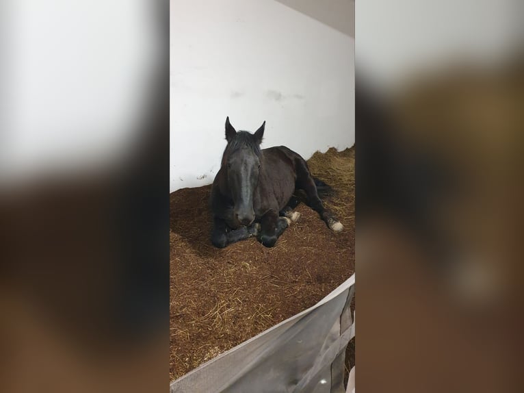 Murgese/caballo de las Murgues Caballo castrado 4 años 166 cm Negro in Csömend