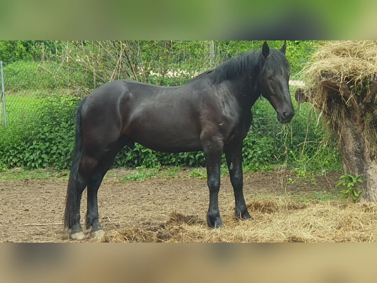 Murgese/caballo de las Murgues Caballo castrado 4 años 166 cm Negro in Csömend