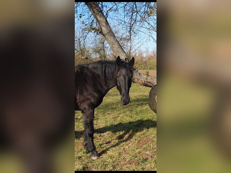 Murgese/caballo de las Murgues Caballo castrado 4 años 166 cm Negro in Csömend