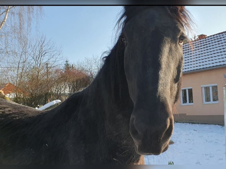 Murgese/caballo de las Murgues Caballo castrado 4 años 166 cm Negro in Csömend