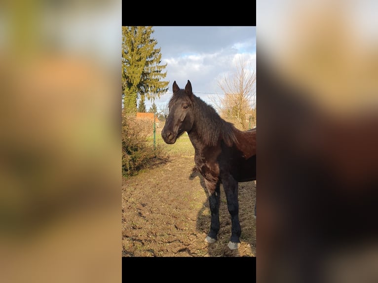 Murgese/caballo de las Murgues Caballo castrado 4 años 166 cm Negro in Csömend