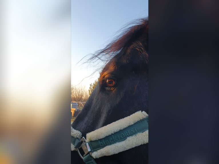 Murgese/caballo de las Murgues Caballo castrado 4 años 166 cm Negro in Csömend