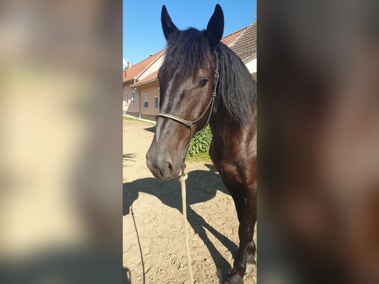 Murgese/caballo de las Murgues Caballo castrado 4 años 166 cm Negro in Csömend