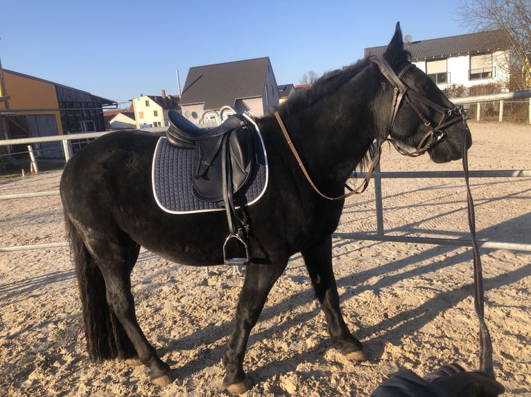 Murgese/caballo de las Murgues Caballo castrado 5 años 162 cm Negro in Memmelsdorf