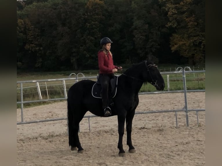 Murgese/caballo de las Murgues Caballo castrado 5 años 162 cm Negro in Memmelsdorf