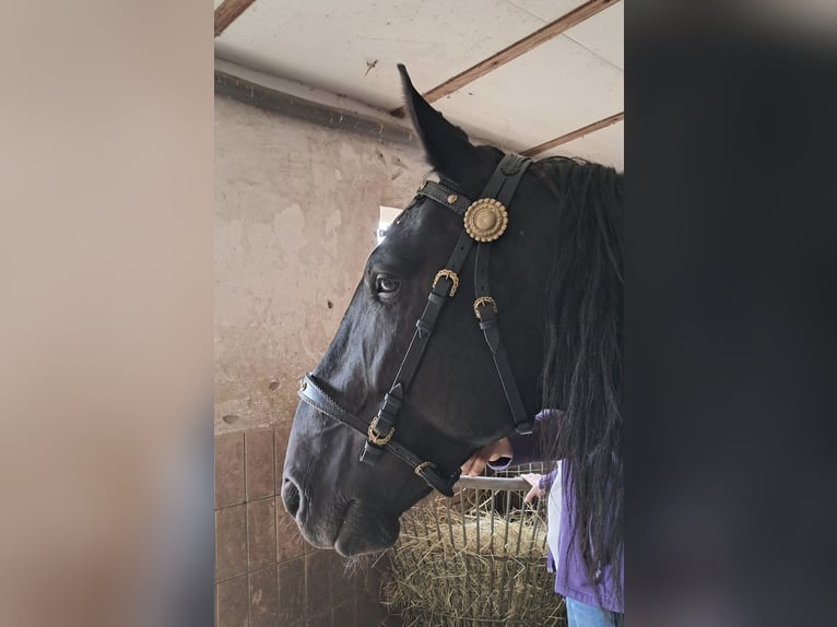 Murgese/caballo de las Murgues Caballo castrado 5 años 162 cm Negro in Memmelsdorf