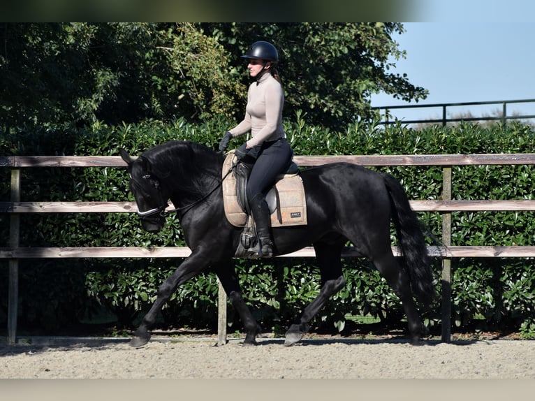 Murgese/caballo de las Murgues Caballo castrado 5 años 162 cm Negro in Montfoort