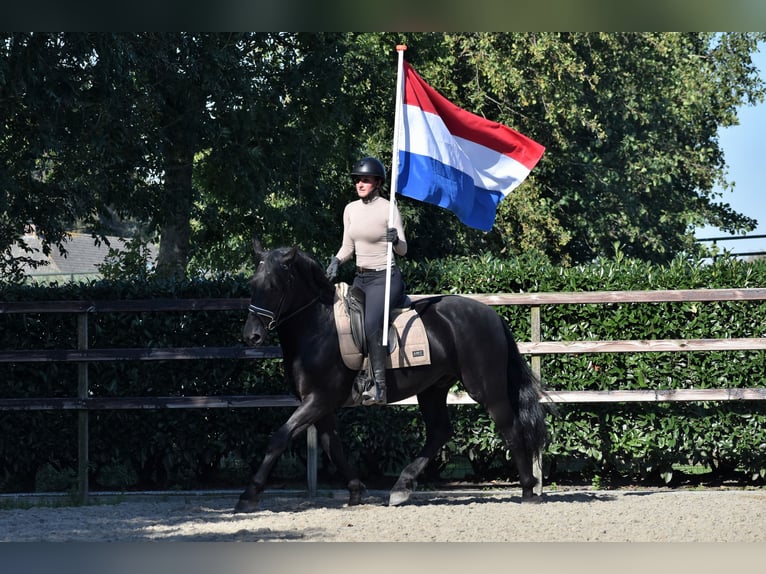 Murgese/caballo de las Murgues Caballo castrado 5 años 162 cm Negro in Montfoort