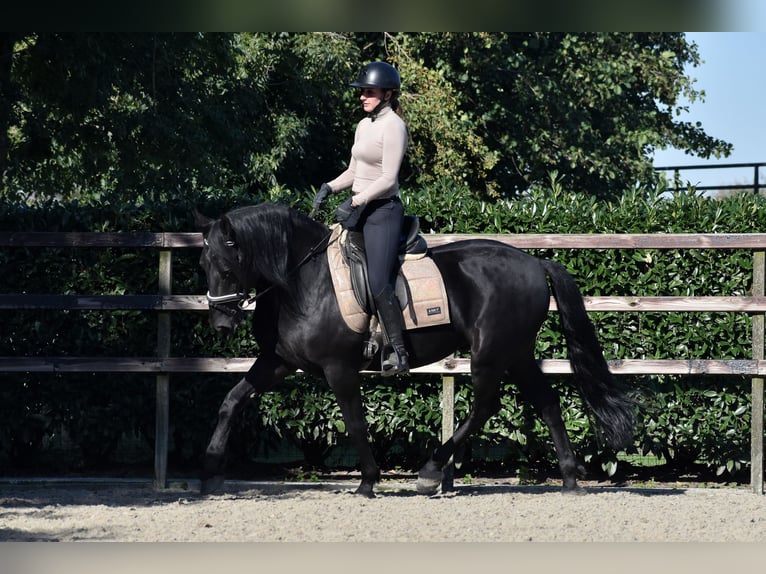 Murgese/caballo de las Murgues Caballo castrado 5 años 162 cm Negro in Montfoort