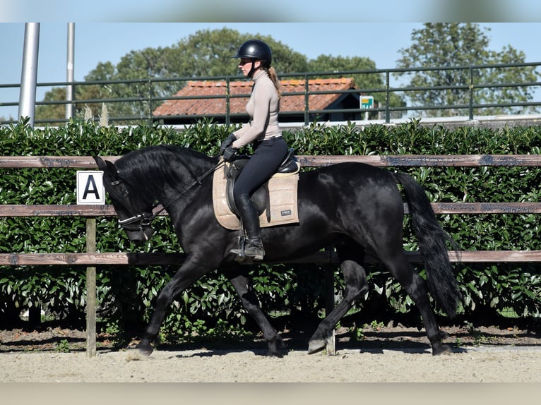 Murgese/caballo de las Murgues Caballo castrado 5 años 162 cm Negro in Montfoort