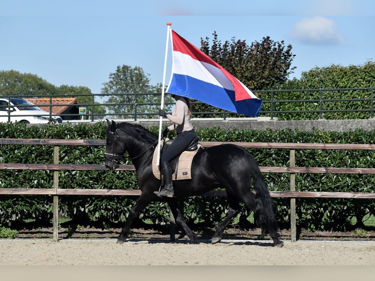 Murgese/caballo de las Murgues Caballo castrado 5 años 162 cm Negro in Montfoort