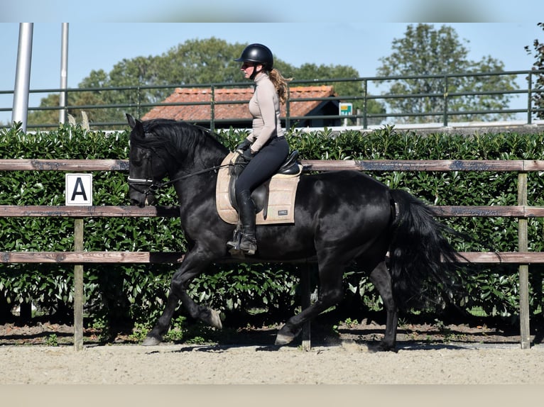 Murgese/caballo de las Murgues Caballo castrado 5 años 162 cm Negro in Montfoort