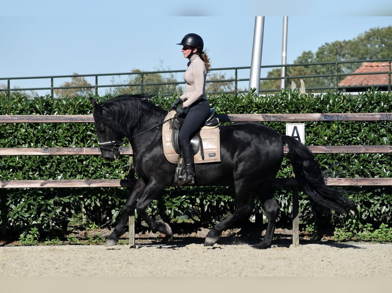 Murgese/caballo de las Murgues Caballo castrado 5 años 162 cm Negro in Montfoort