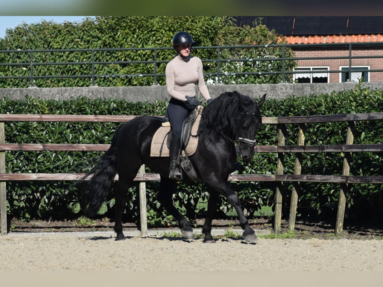 Murgese/caballo de las Murgues Caballo castrado 5 años 162 cm Negro in Montfoort