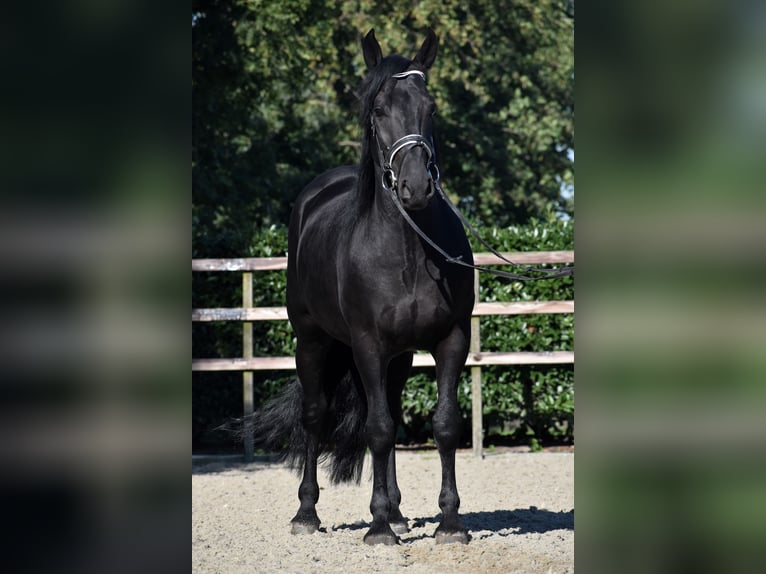 Murgese/caballo de las Murgues Caballo castrado 5 años 162 cm Negro in Montfoort