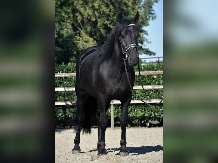 Murgese/caballo de las Murgues Caballo castrado 5 años 162 cm Negro in Montfoort