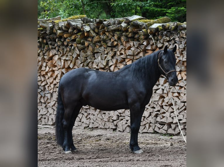 Murgese/caballo de las Murgues Caballo castrado 6 años 164 cm Negro in Nohfelden