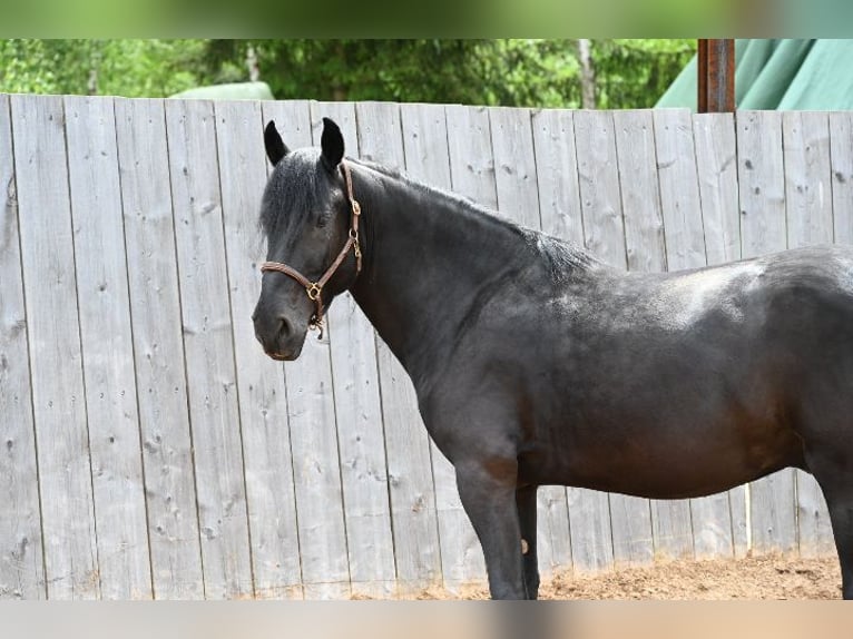 Murgese/caballo de las Murgues Caballo castrado 6 años 164 cm Negro in Nohfelden