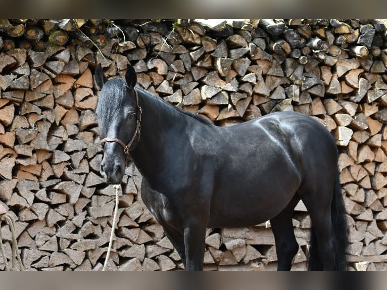 Murgese/caballo de las Murgues Caballo castrado 6 años 164 cm Negro in Nohfelden