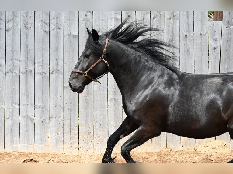 Murgese/caballo de las Murgues Caballo castrado 6 años 164 cm Negro in Nohfelden