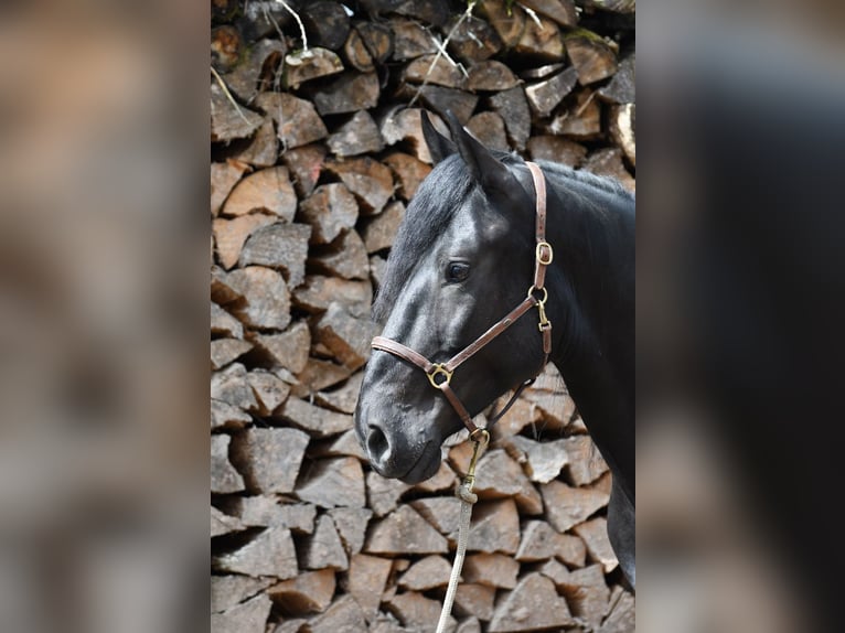 Murgese/caballo de las Murgues Caballo castrado 6 años 164 cm Negro in Nohfelden