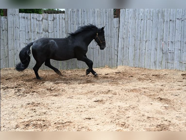 Murgese/caballo de las Murgues Caballo castrado 6 años 164 cm Negro in Nohfelden